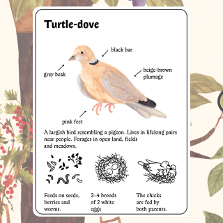 Little Mouse's Encyclopedia