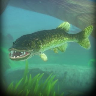 Feed and Grow: Fish