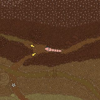 Žížaliga šampiónů