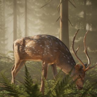 Middle Ages- Peasants & Knights